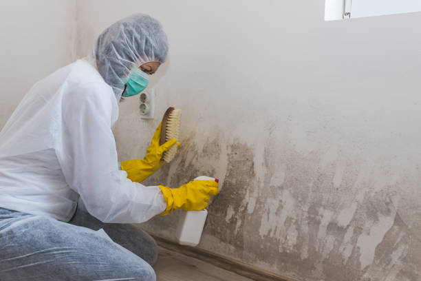 Sutton Alpine, AK Mold Inspection, Removal & Remediation Company